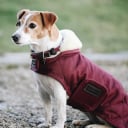Manteaux et accessoires pour chiens